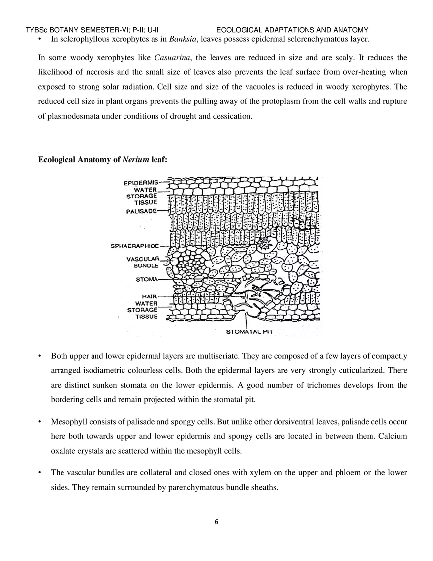 Ecological Adaptations and Anatomy of Xerophytes - Page 6