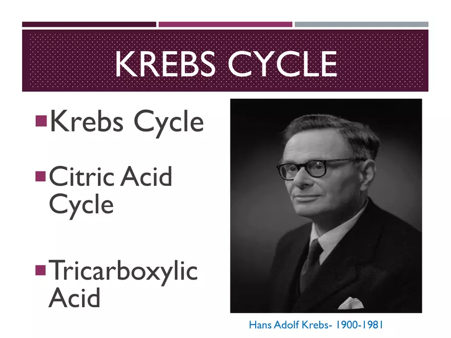 Krebs Cycle - Page 13