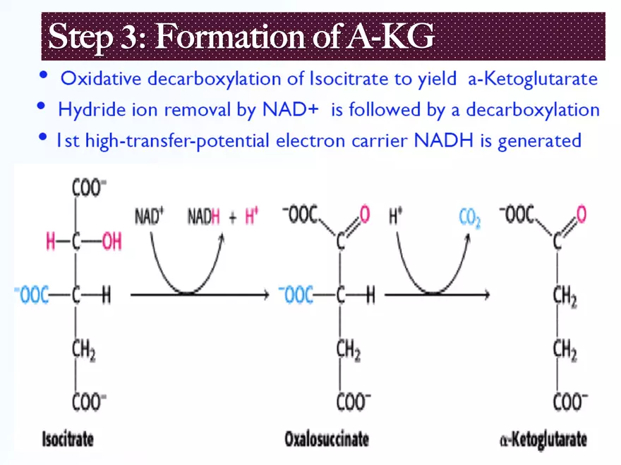 Krebs Cycle - Page 17