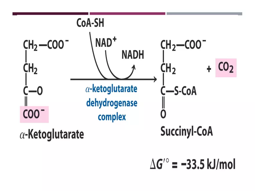Krebs Cycle - Page 19