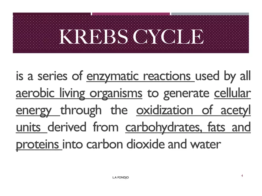 Krebs Cycle - Page 24