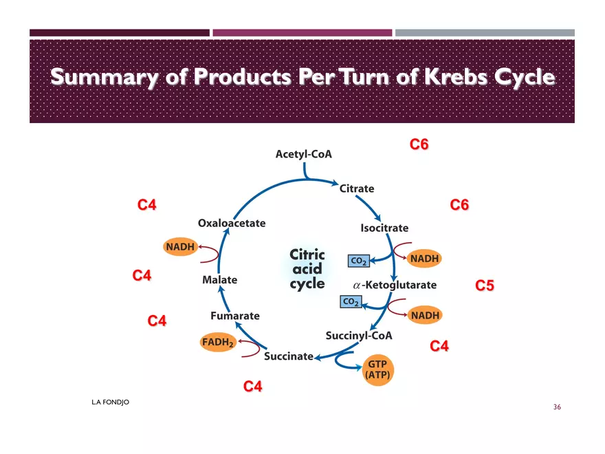 Krebs Cycle - Page 29