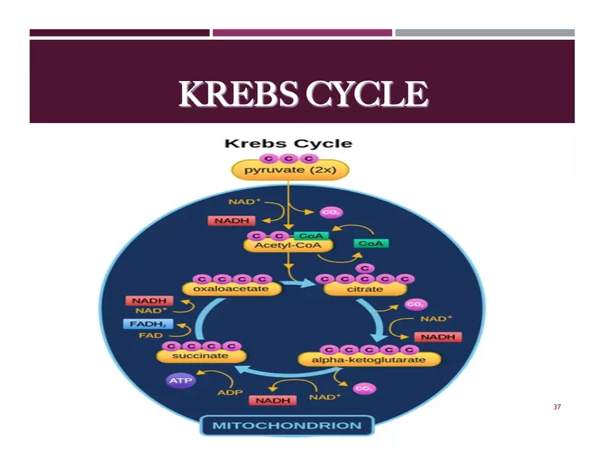 Krebs Cycle - Page 30