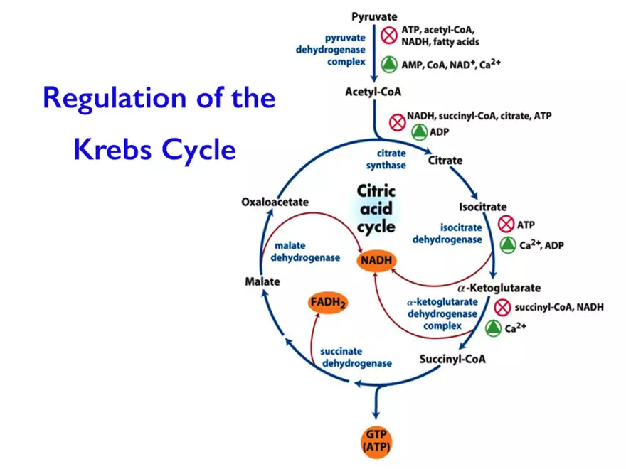 Krebs Cycle - Page 33
