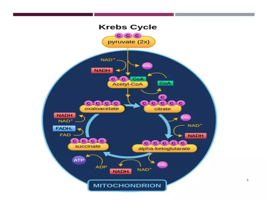 Krebs Cycle - Page 35