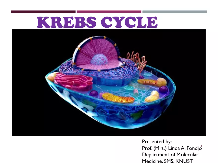 Krebs Cycle - Page 1