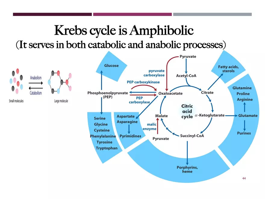 Krebs Cycle - Page 37