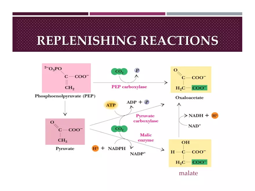 Krebs Cycle - Page 39