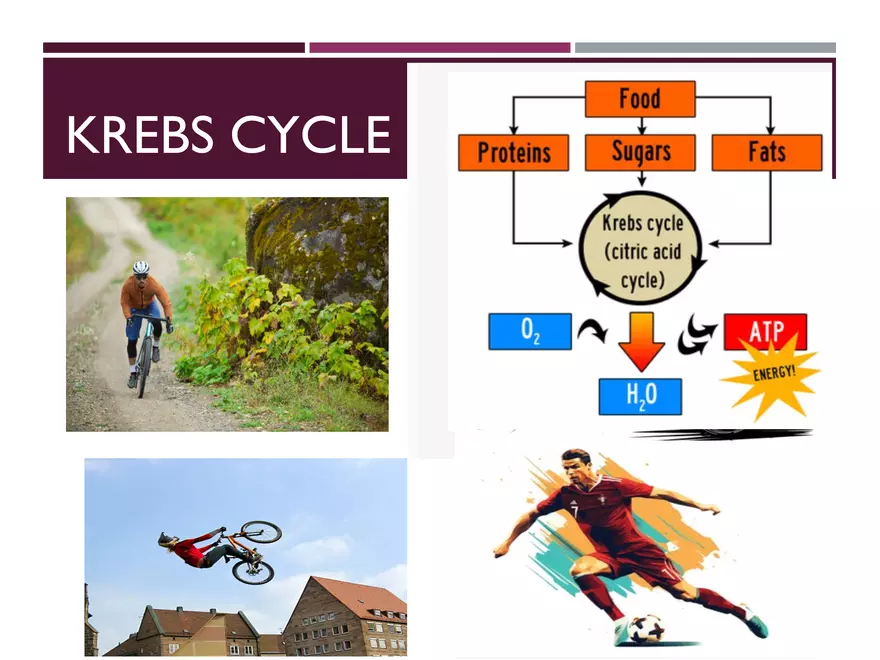 Krebs Cycle - Page 46