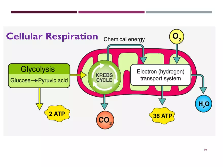 Krebs Cycle - Page 49