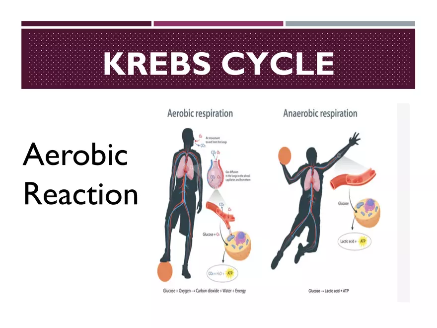Krebs Cycle - Page 3