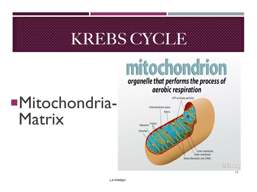 Krebs Cycle - Page 4