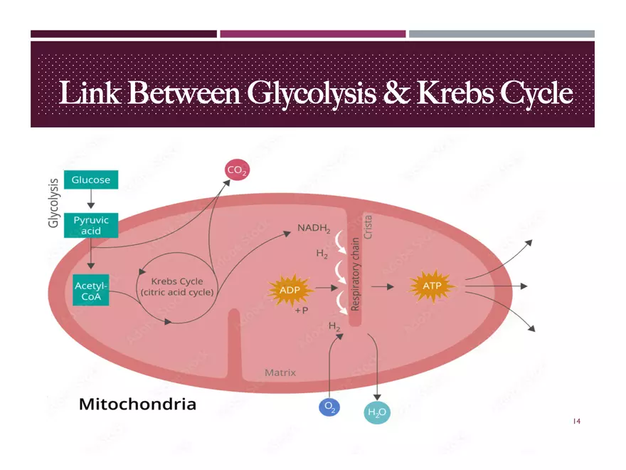Krebs Cycle - Page 5