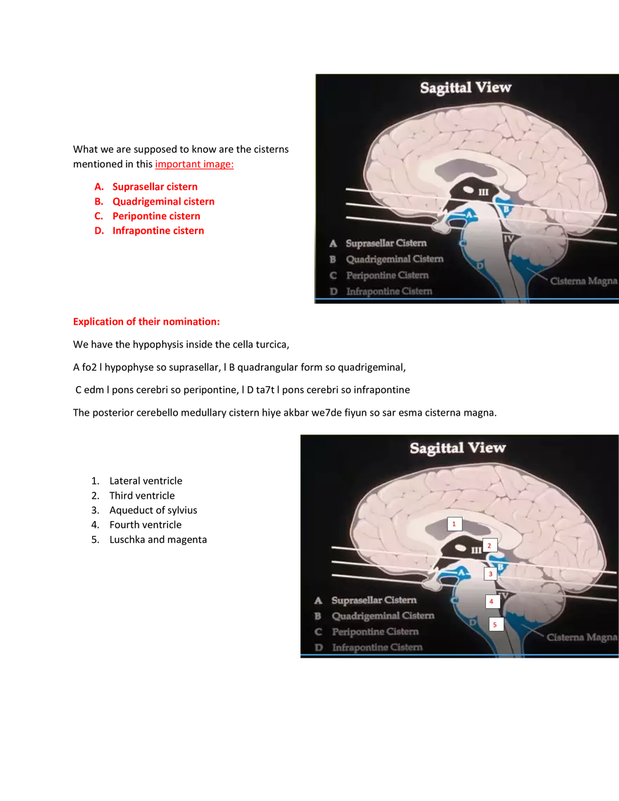 Brain Study Notes - Page 7