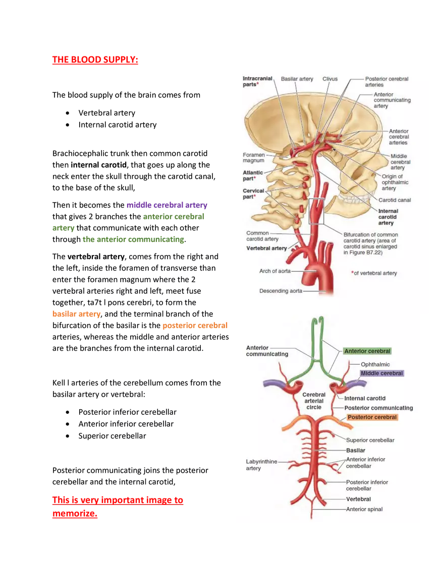 Brain Study Notes - Page 8