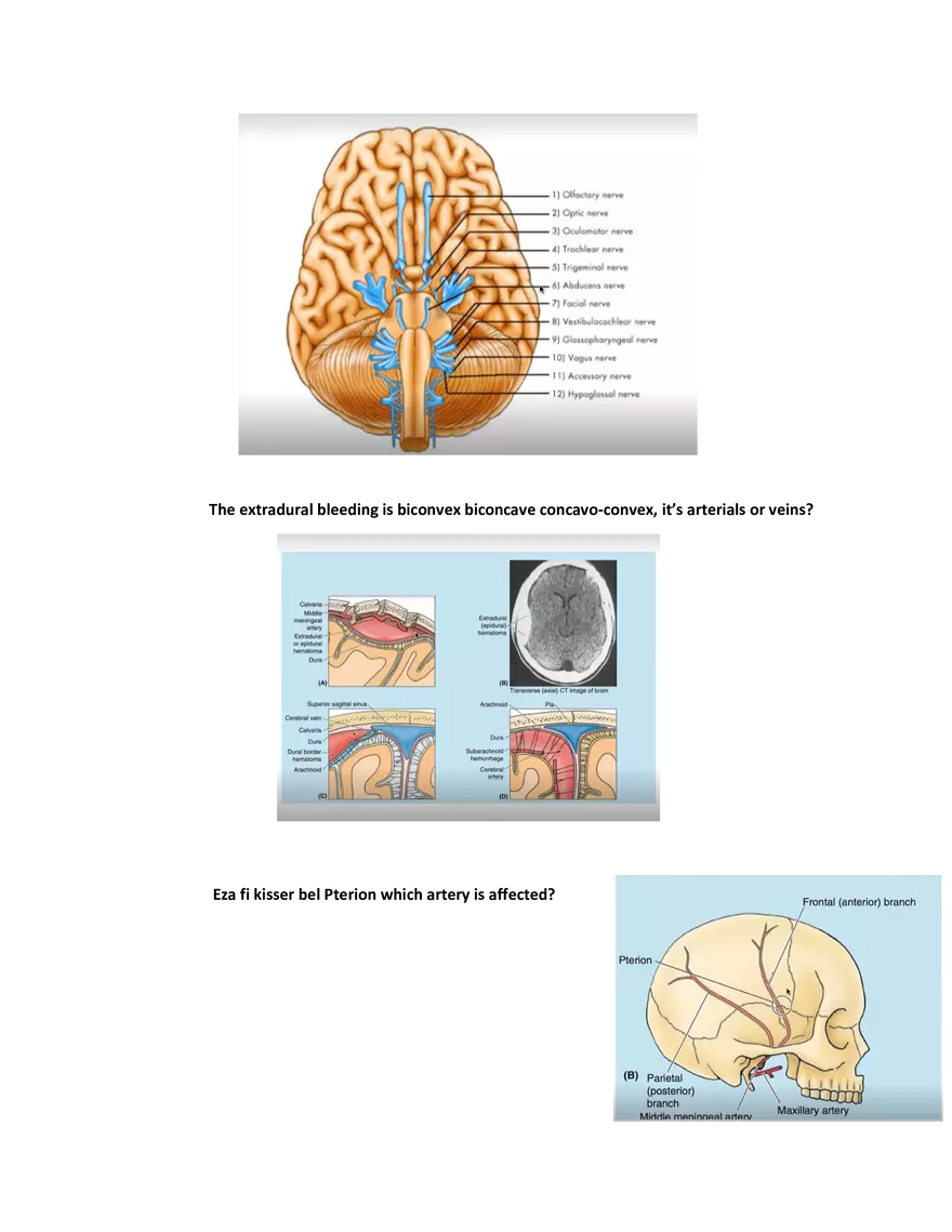 Brain Study Notes - Page 12