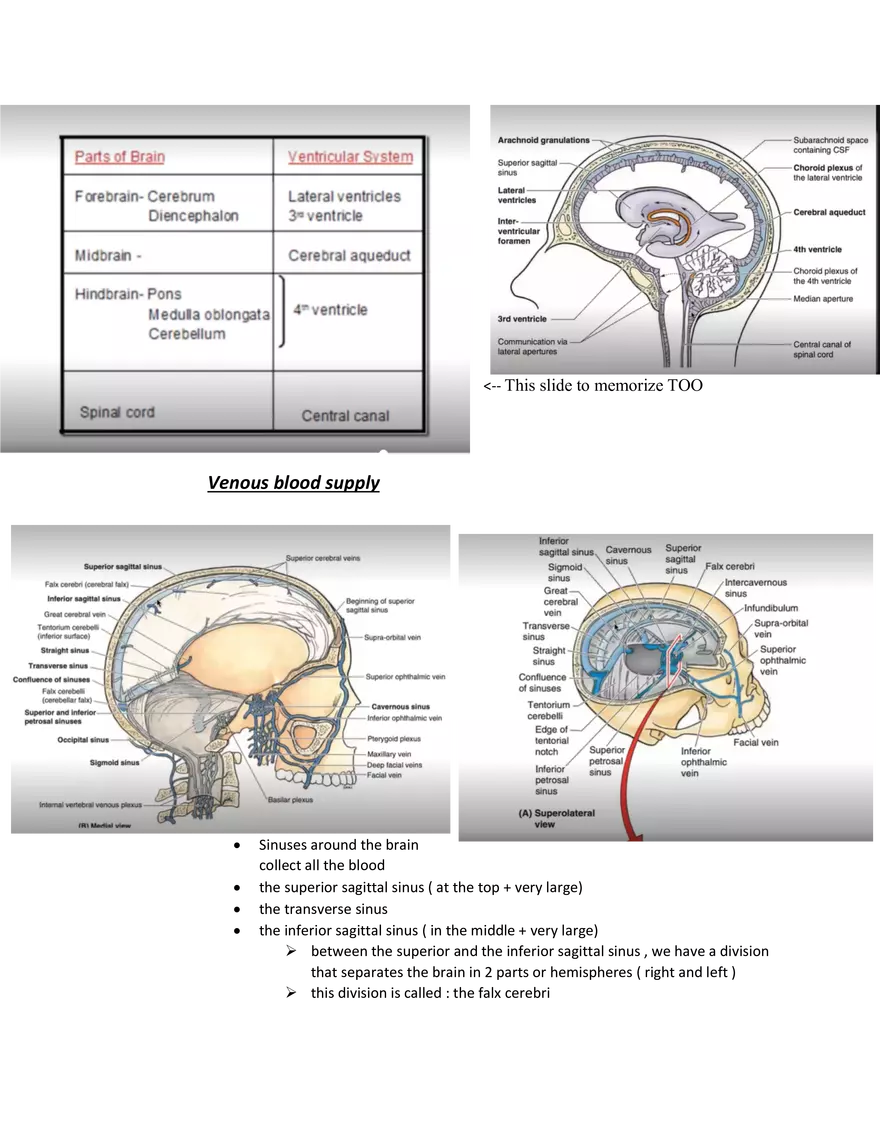 Brain Study Notes - Page 20