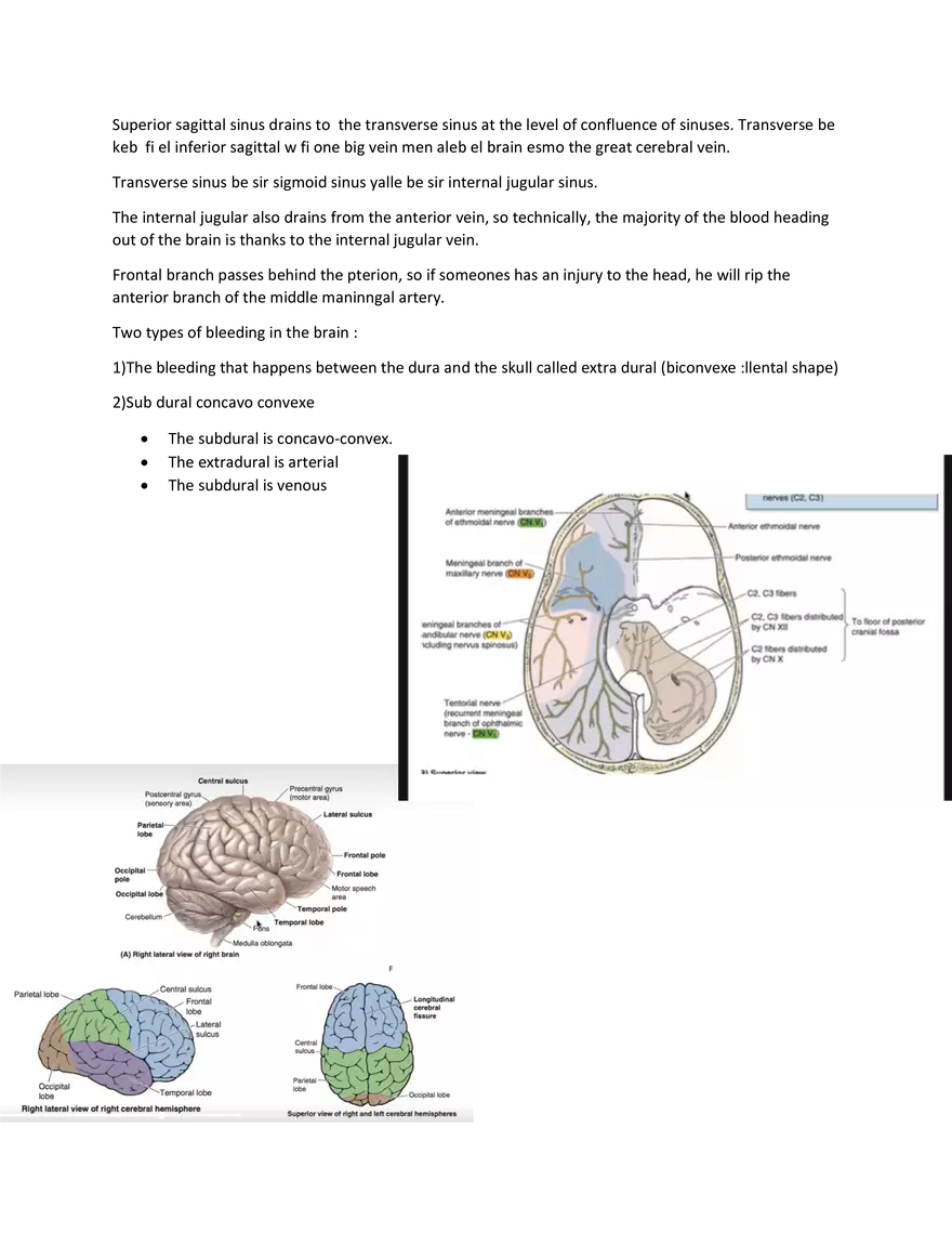 Brain Study Notes - Page 4