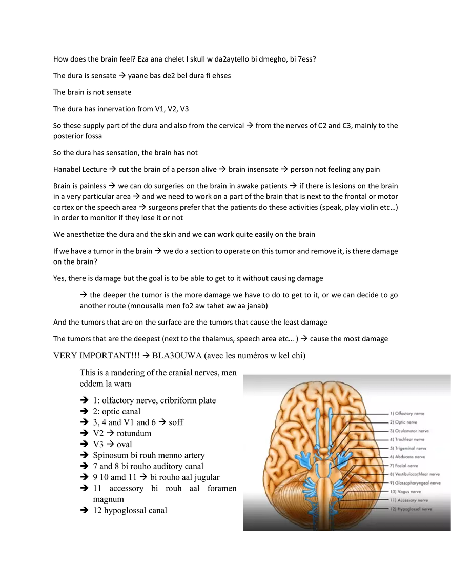 Brain Study Notes - Page 5