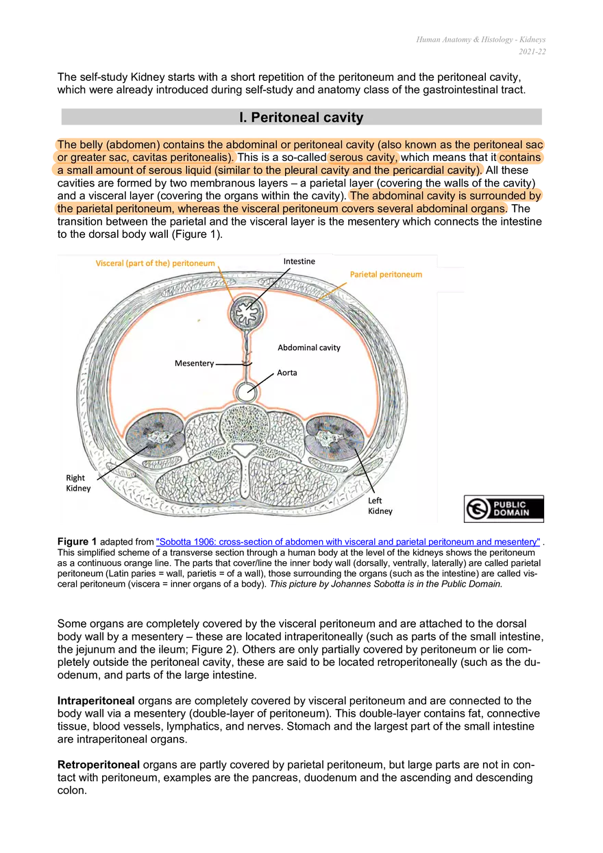 Peritoneal Cavity and Kidney Anatomy - Page 1