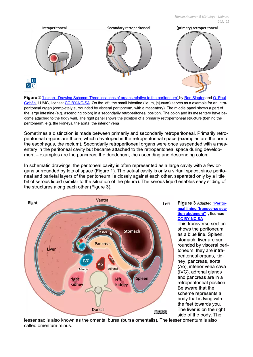 Peritoneal Cavity and Kidney Anatomy - Page 2