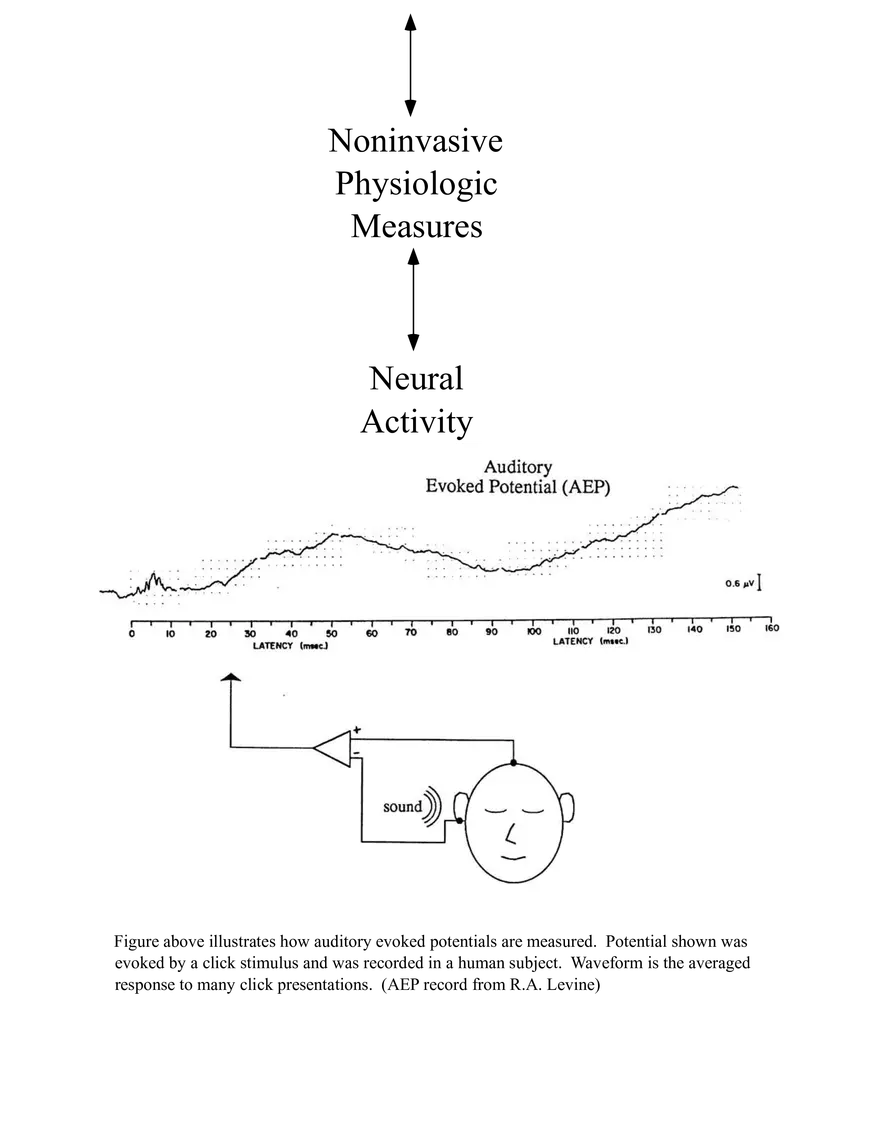 Neuroimaging Correlates of Human Auditory Behavior - Page 9