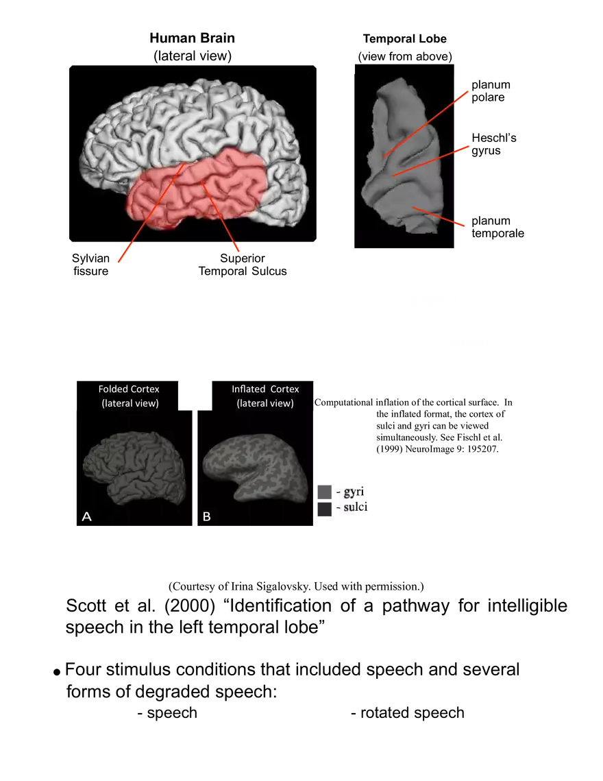 Neuroimaging Correlates of Human Auditory Behavior - Page 3