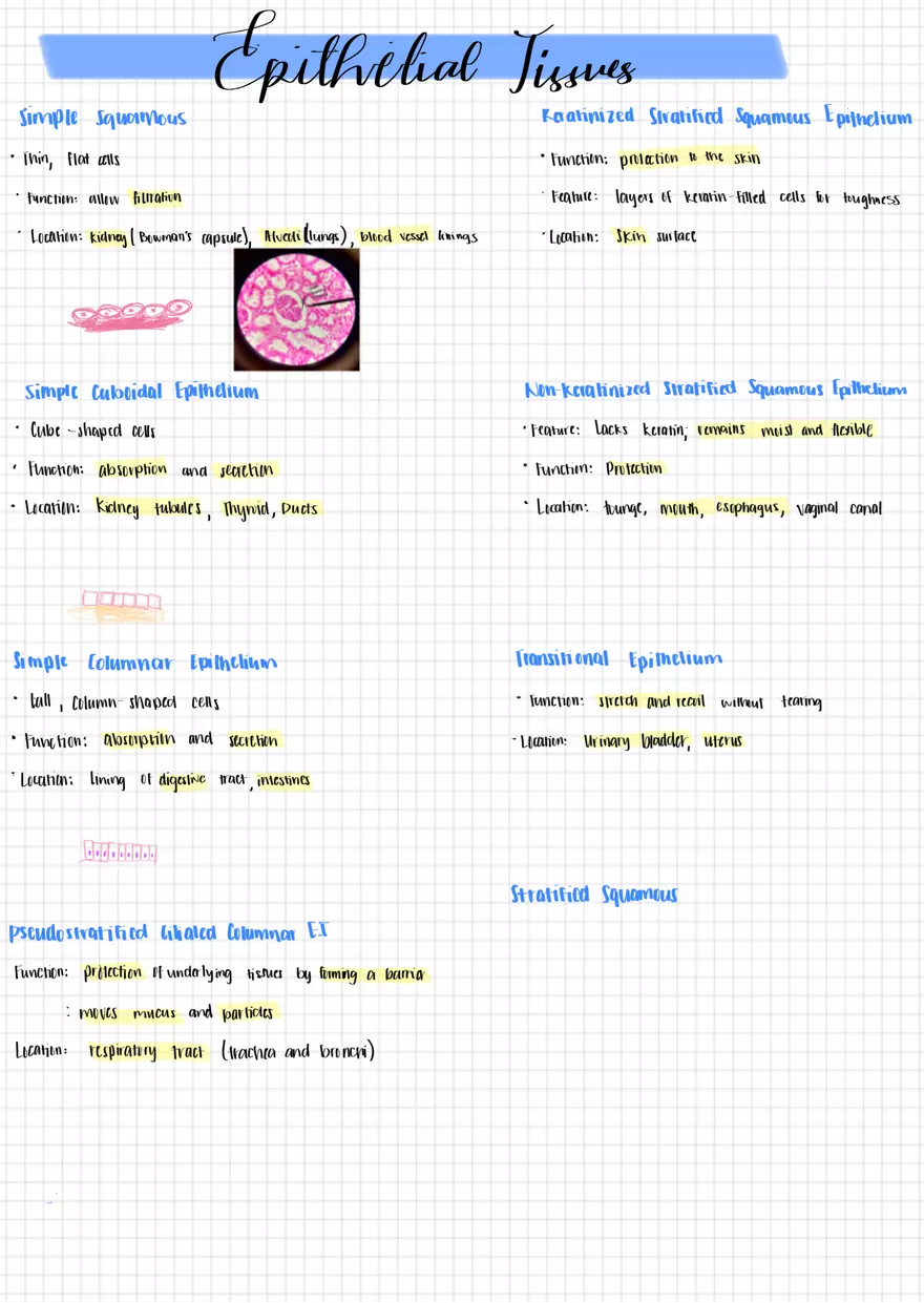 Tissues AP1 - Page 1