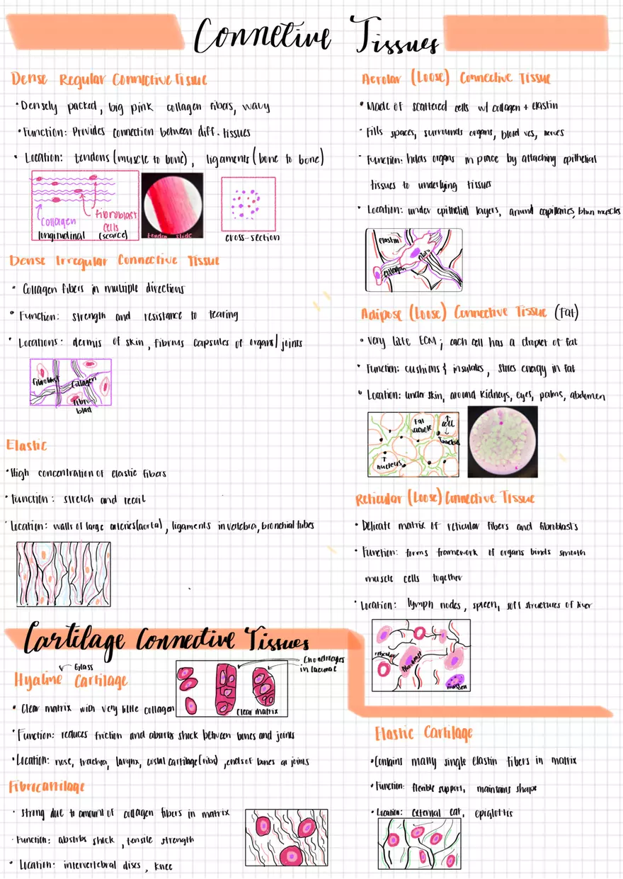 Tissues AP1 - Page 2