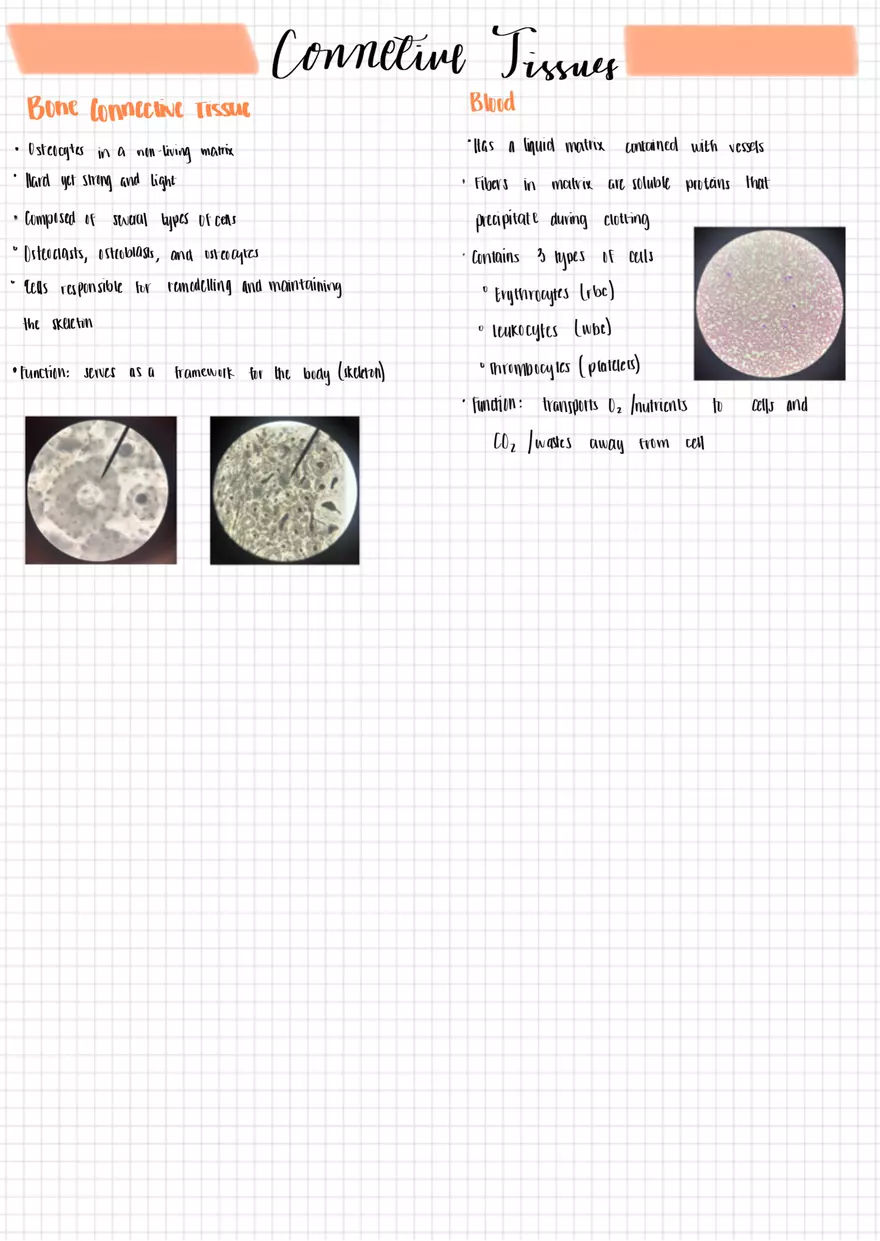 Tissues AP1 - Page 3