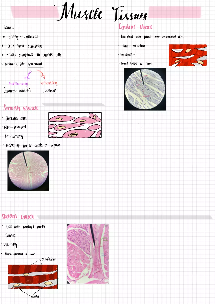 Tissues AP1 - Page 4