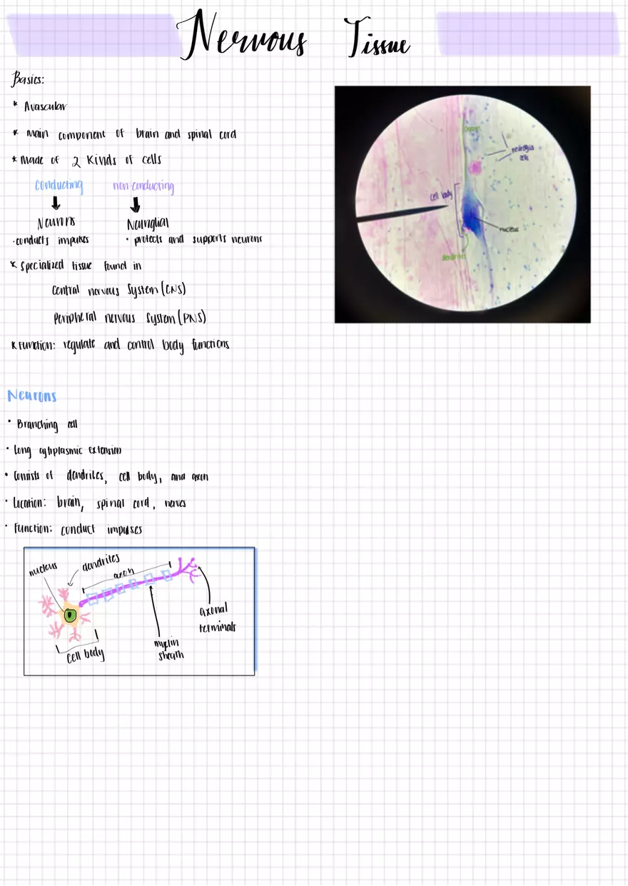 Tissues AP1 - Page 5