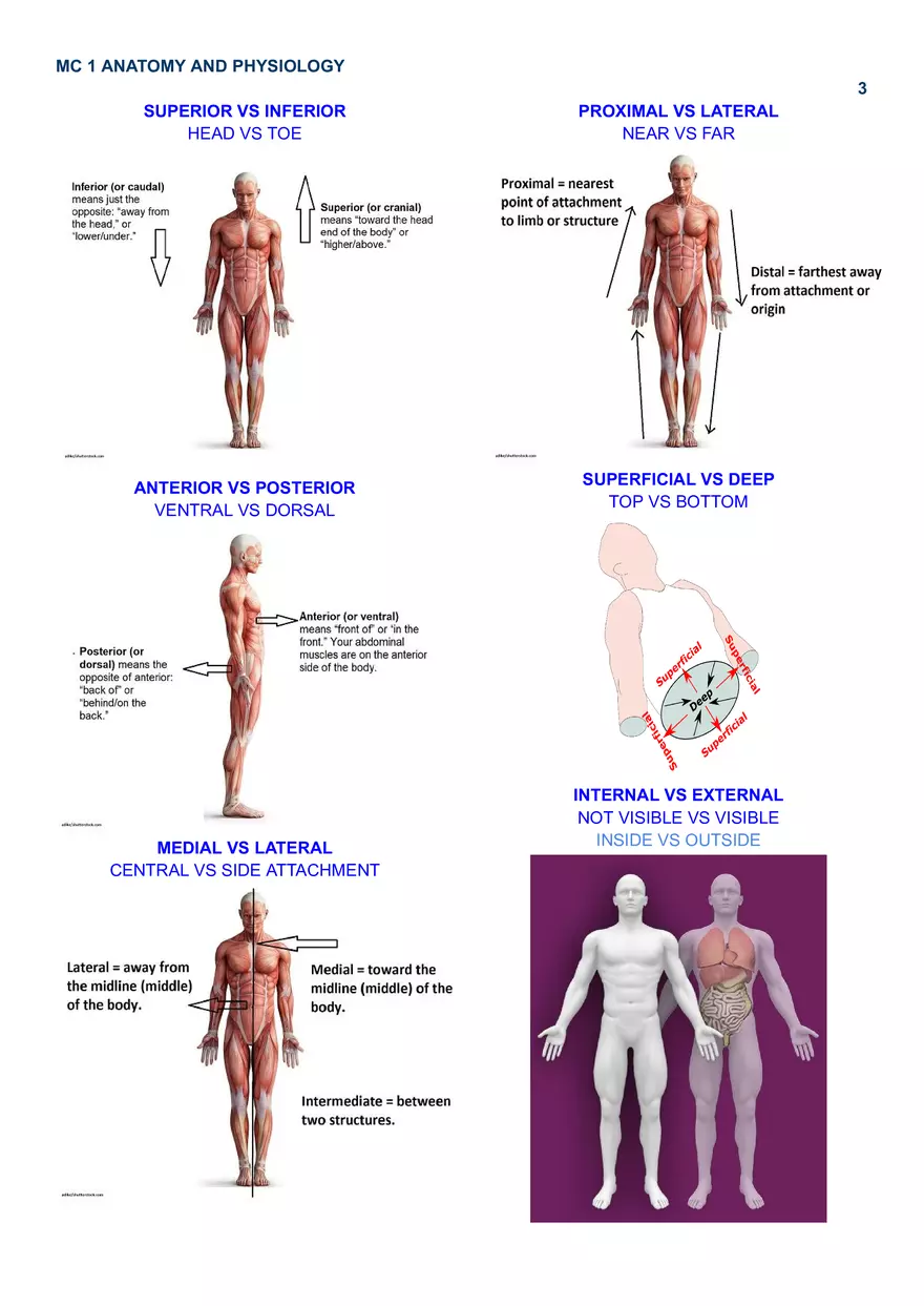 Level of Organization - Page 3