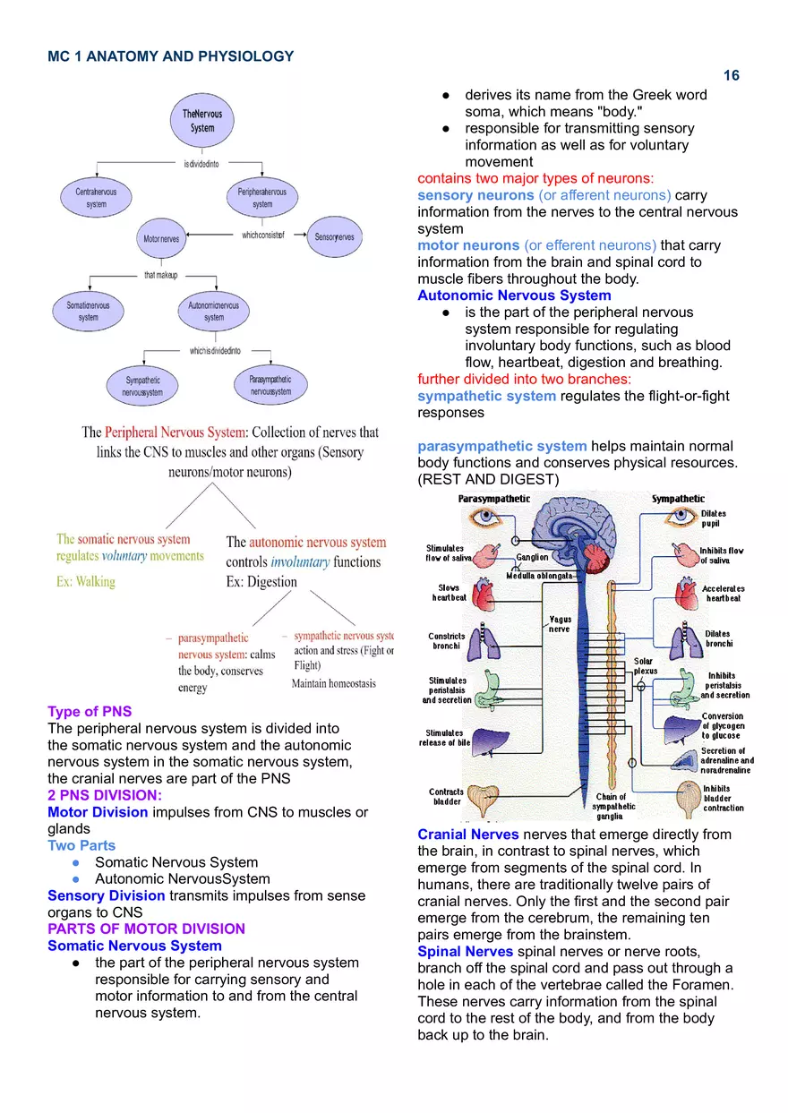 MC 1 Nervous System - Page 8