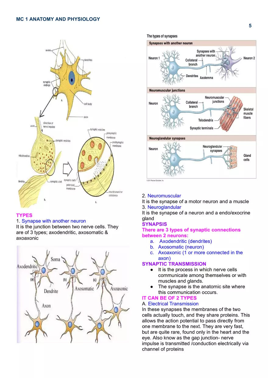 MC 1 Nervous System - Page 12