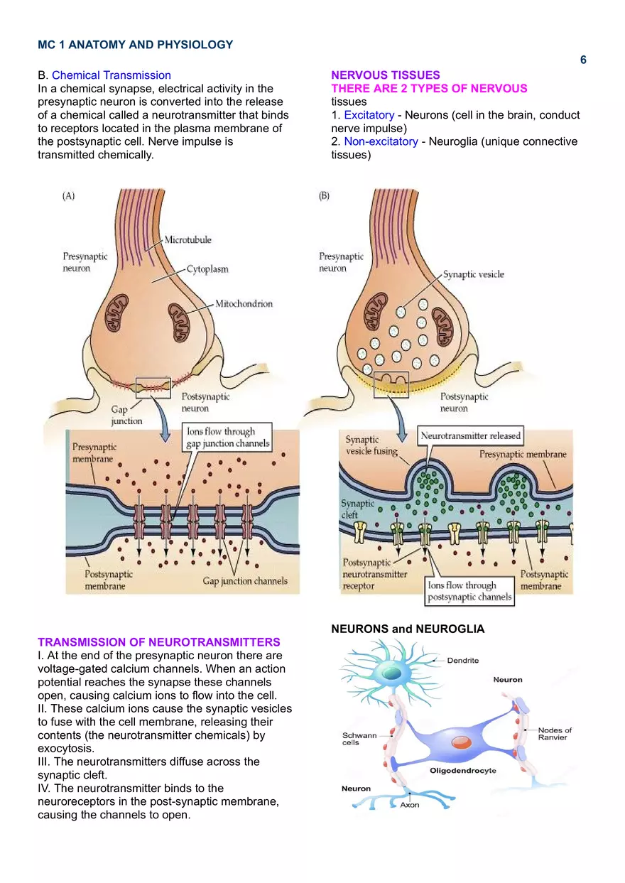 MC 1 Nervous System - Page 13