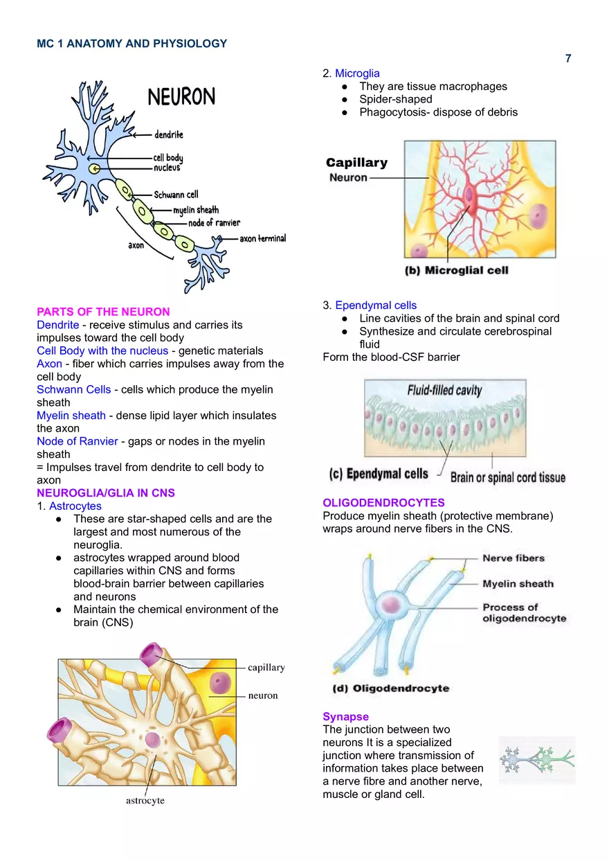 MC 1 Nervous System - Page 14