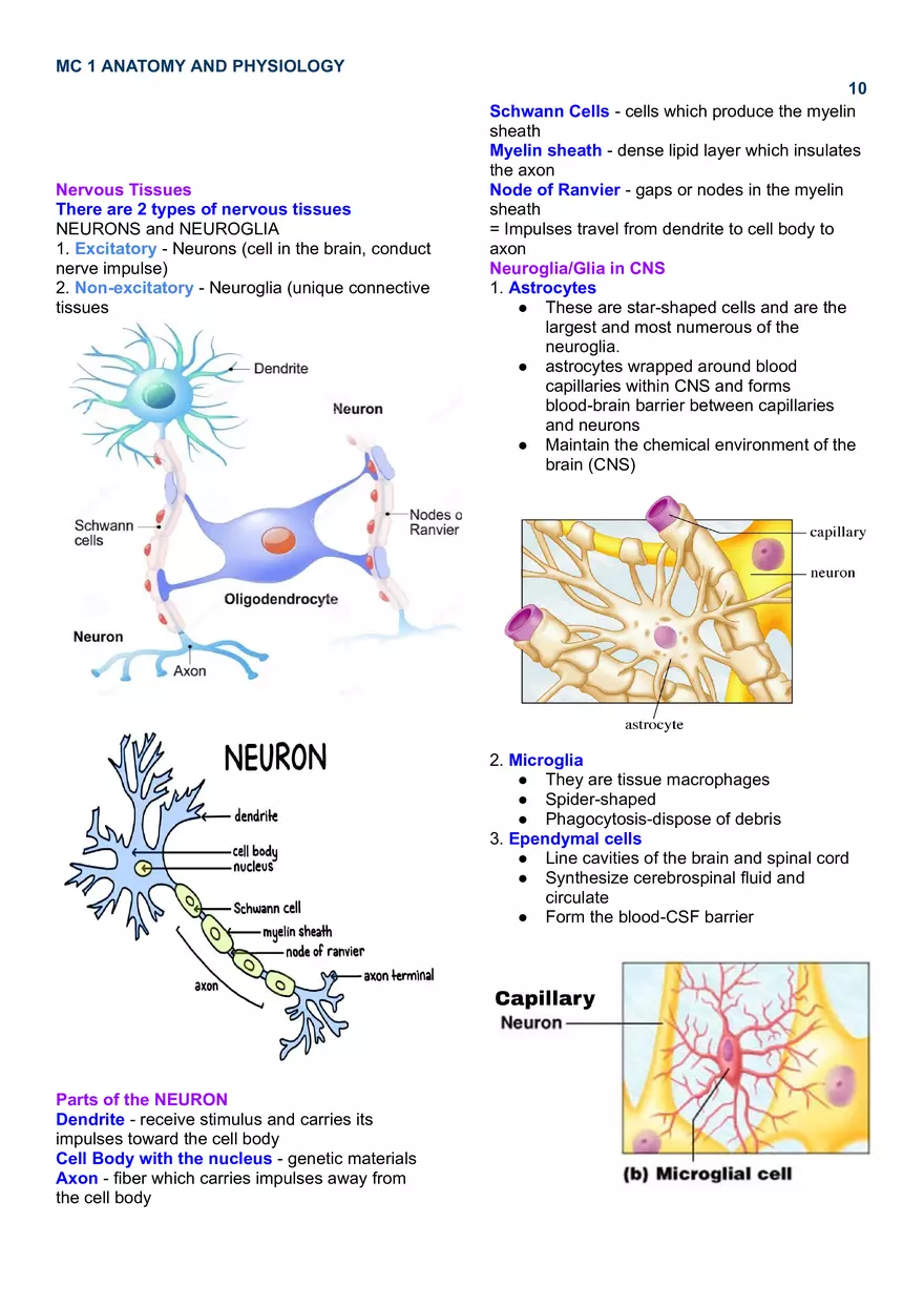 MC 1 Nervous System - Page 17