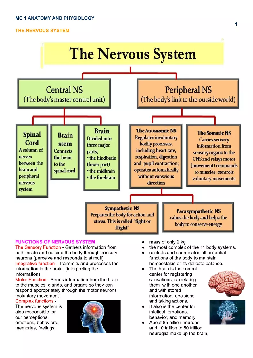 MC 1 Nervous System - Page 1