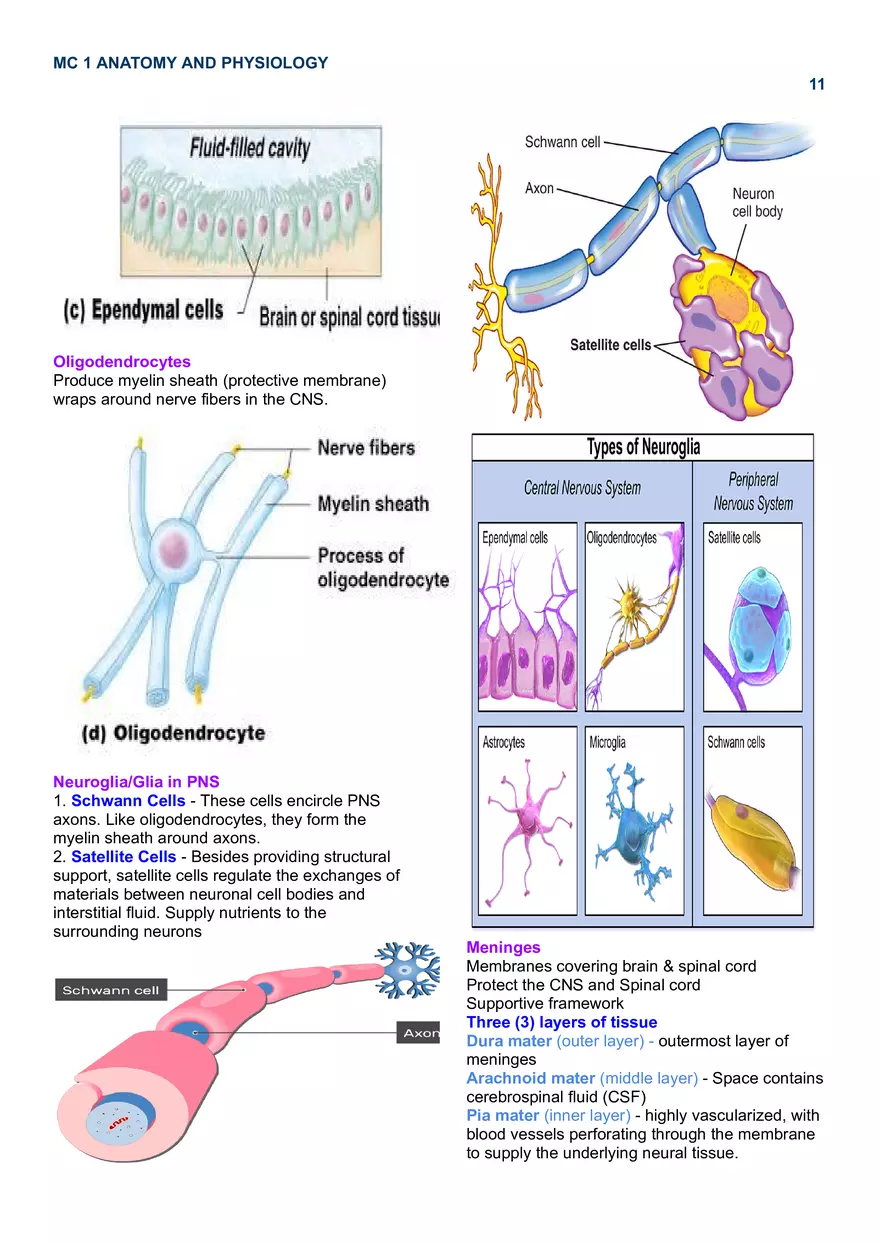 MC 1 Nervous System - Page 3