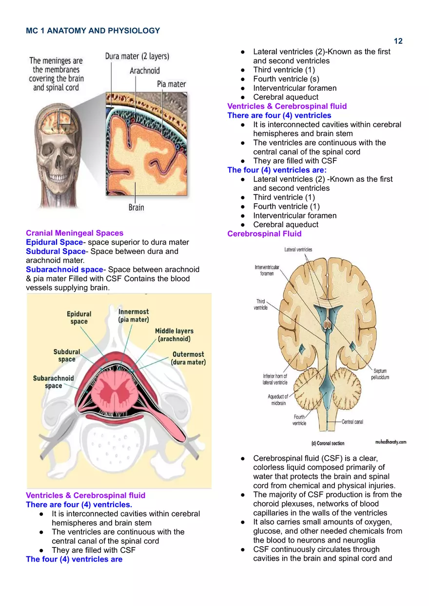 MC 1 Nervous System - Page 4