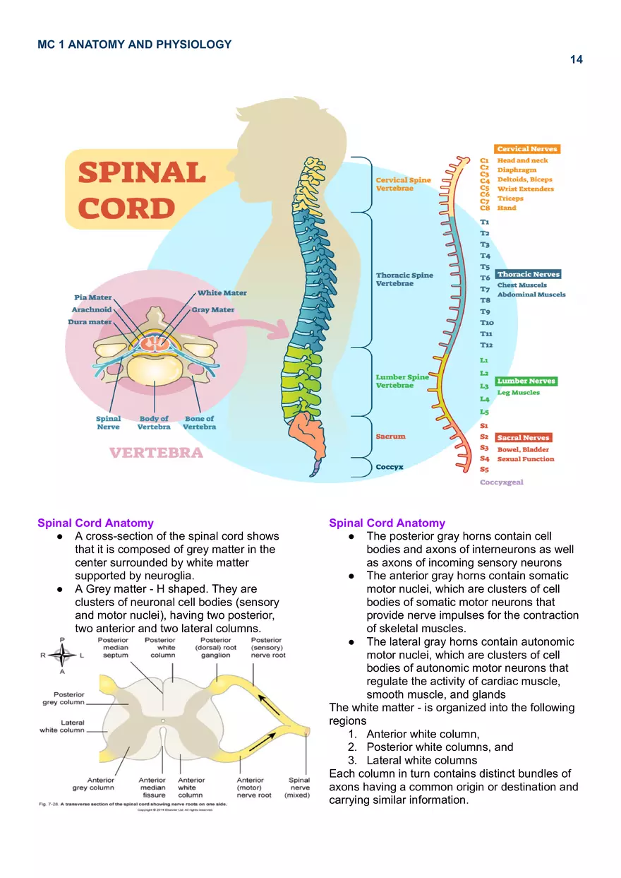 MC 1 Nervous System - Page 6