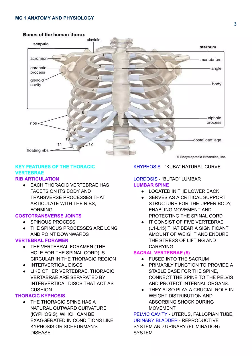 Mc 1 Spinal Cord - Page 3