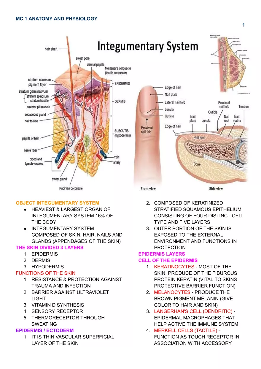 MC 1 Integumentary - Page 1