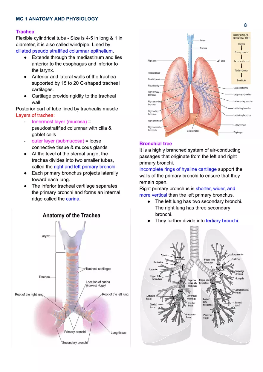MC 1 Respiratory System - Page 10