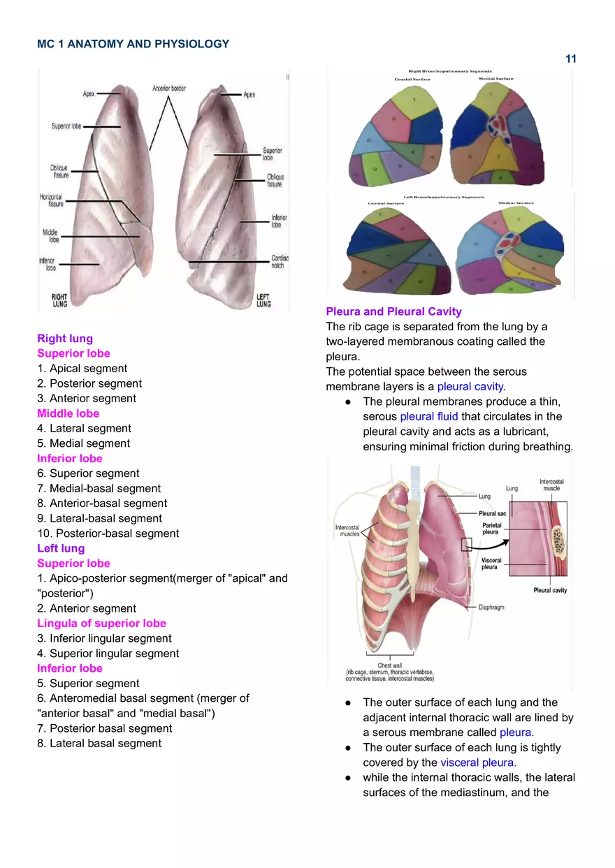 MC 1 Respiratory System - Page 3