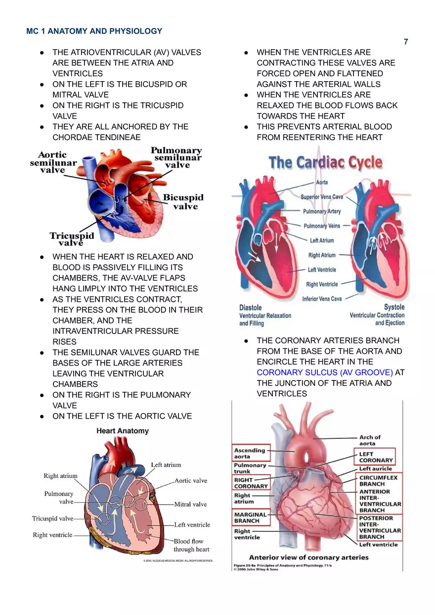 MC 1 Cardiovascular System - Page 11