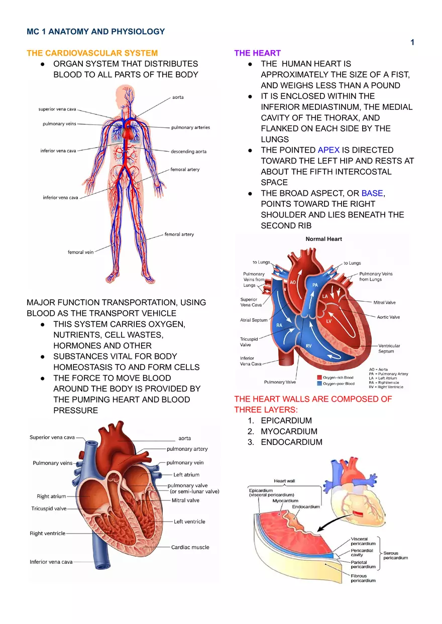 MC 1 Cardiovascular System - Page 1