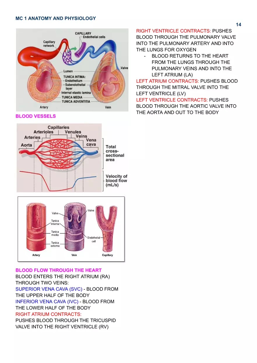 MC 1 Cardiovascular System - Page 6