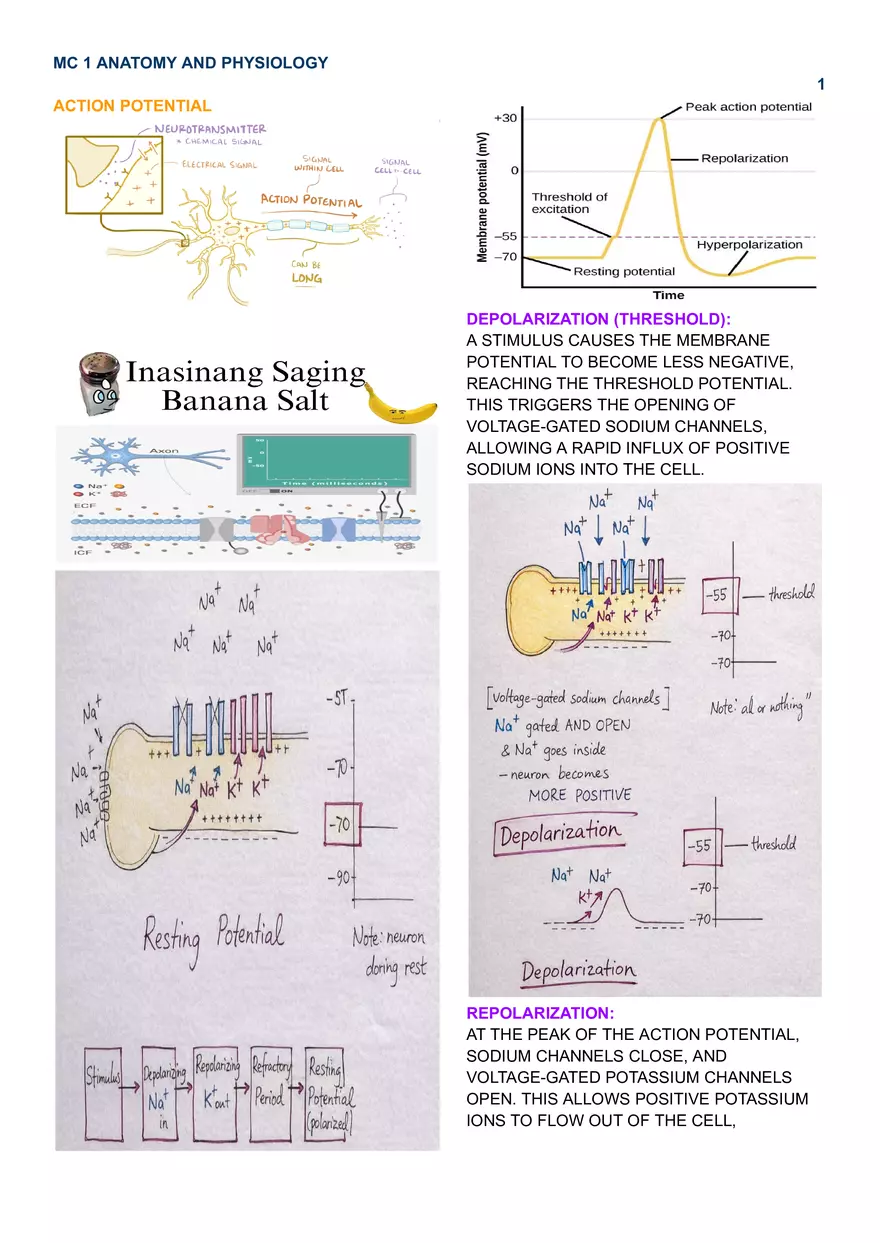 MC 1 Endocrine System - Page 1